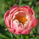 5 Seeds Rare Breathtaking Semidouble Coral Charm Peony Tree Flower