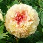 5 Seeds Rare Dark Gold Light Red Kinkaku Tree Peony Flower