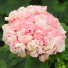 10 Seeds Geranium Apple Blossom Light Pink Flower