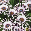 100 Seeds Osteospermum Bonsai