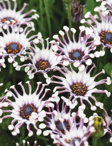 100 Seeds Osteospermum Bonsai