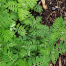 20 Seeds Astragalus Herb Plant