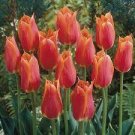 10 Seeds Geranium 'Tulip Orangish Red Bud' Perennial Bonsai Flowers
