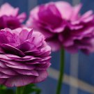 20 Seeds Beautiful Flowering Blubs'Ranunculus-Persian Buttercup'