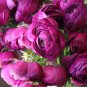 20 Seeds Beautiful Flowering Blubs'Ranunculus-Persian Buttercup'