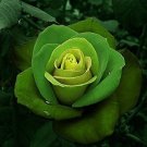 50 Seeds Elegant Big Blooming Green Rose Shrub
