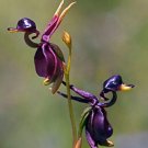 100 Seeds Caleana Major Flying Duck Orchid Garden Potted Decor Flowers