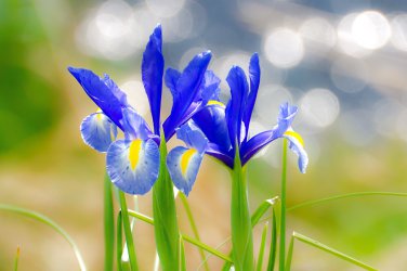 100 Seeds Iris Laevigata Water Iris Kakitsubata Aqua Flower