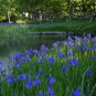 100 Seeds Iris Laevigata Water Iris Kakitsubata Aqua Flower