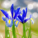 200 Seeds Iris Laevigata Water Iris Kakitsubata Aqua Flower