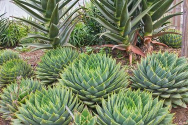 5 Seeds African Spiral Aloe