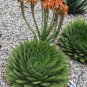 5 Seeds African Spiral Aloe