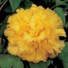 5 Seeds Peony 'Goden Years' Gold Flowers