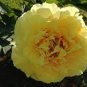 5 Seeds Peony 'Goden Years' Gold Flowers