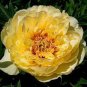 5 Seeds Peony 'Goden Years' Gold Flowers