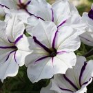 200 Seeds White Purple Petunia