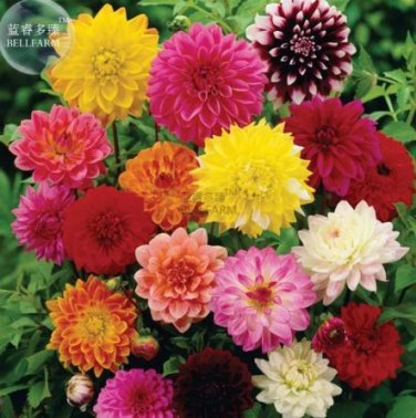 50 Seeds Mixed Dahlia Flower