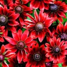 200 Seeds Cherry Dark Red Black Eyed Coneflowers Echinacea