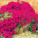 500 Seeds Creeping Thyme Bonsai or Blue Rock CRESS Plant