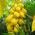 6 Seeds Yellow Papaya Tree Female