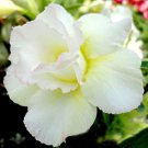 2 Seeds Rare 'western saint' Adenium Desert Rose