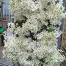 100 Seeds Clematis flowers clematis vine perennial flower