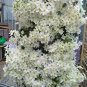100 Seeds Clematis flowers clematis vine perennial flower