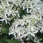 100 Seeds Clematis flowers clematis vine perennial flower