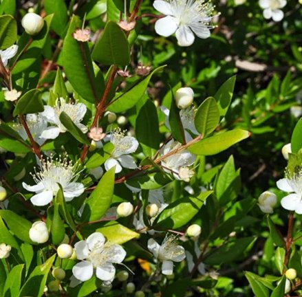 100 Seeds Myrtus Communis