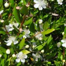 100 Seeds Myrtus Communis