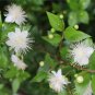 100 Seeds Myrtus Communis
