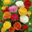 20 Seeds Rare Colorful Beautiful Ranunculus Asiaticus Persian Buttercup Perennial Flowers