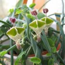 100 Seeds Ceropegia Woodii Flowers Bonsai Parachute Ceropegia Haygarthii