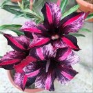 1 Seeds Red Mis Black Desert Rose