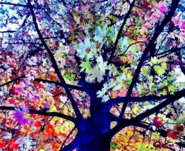 100 Seeds Rare Rainbow Tree Eucalyptus Deglupta Mindanao Gum Home Garden