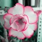 2 Seeds Adenium White Petals Rose Red Edge Flowers Bonsai Desert Rose