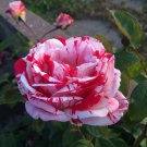 50 Seeds Pink Rose Red Strip Shrub Flower