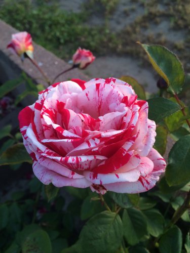 50 Seeds Pink Rose Red Strip Shrub Flower