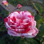 50 Seeds Pink Rose Red Strip Shrub Flower