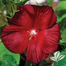 20 Seeds Deep Red Hibiscus