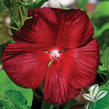 20 Seeds Deep Red Hibiscus