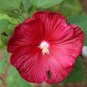20 Seeds Deep Red Hibiscus