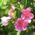 50 Seeds Rhodomyrtus Tomentosa Moaning Myrtle