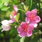 50 Seeds Rhodomyrtus Tomentosa Moaning Myrtle