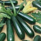 8 Seeds Dark Green Zucchini Summer Squash Bonsai Vegetables