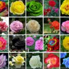 50 Seeds 20 Colors Rose Shrub Flower