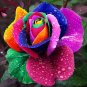 50 Seeds 20 Colors Rose Shrub Flower