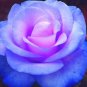 50 Seeds 20 Colors Rose Shrub Flower