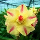 2 Seeds 'Yellow Face' Yellow Desert Rose with Red Stripe Flower
