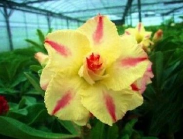 2 Seeds 'Yellow Face' Yellow Desert Rose with Red Stripe Flower